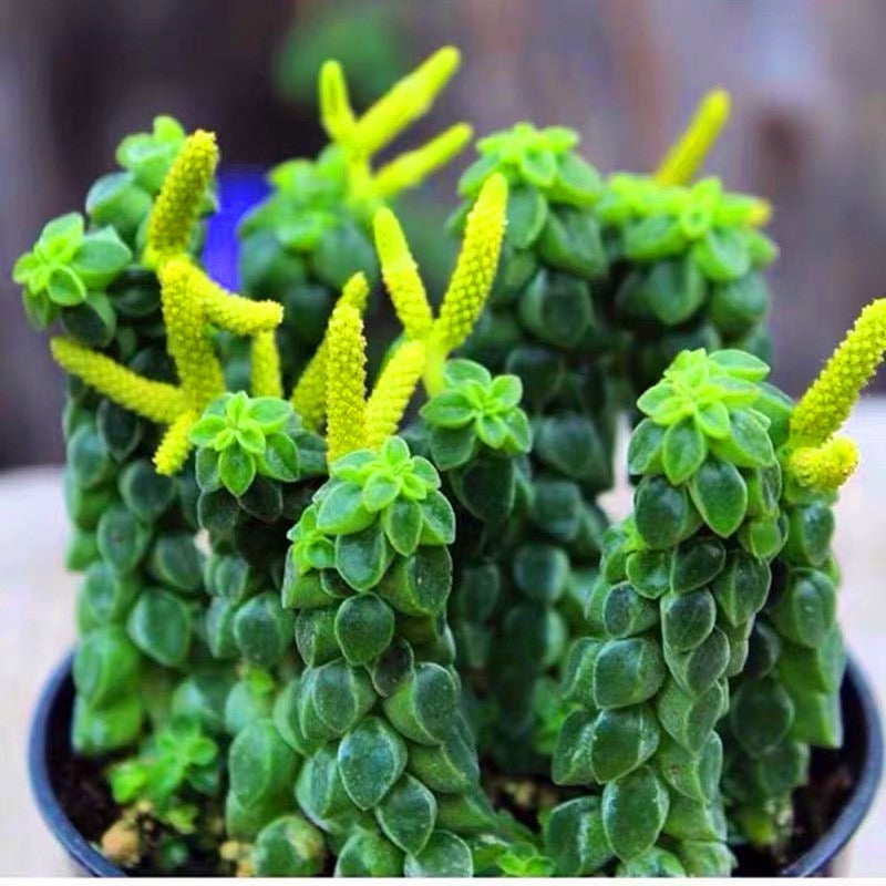 Peperomia columella