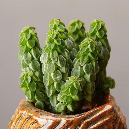 Peperomia columella