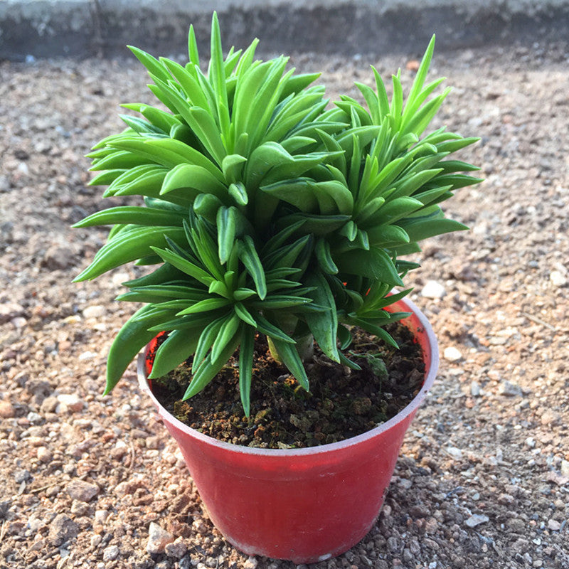 Peperomia ferreyrae
