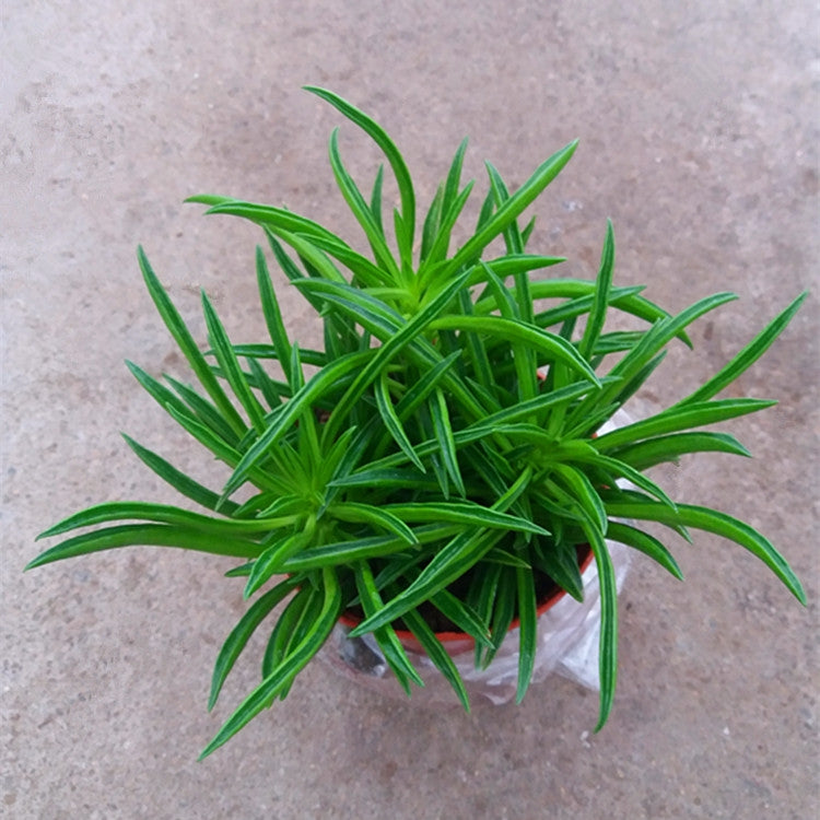 Peperomia ferreyrae