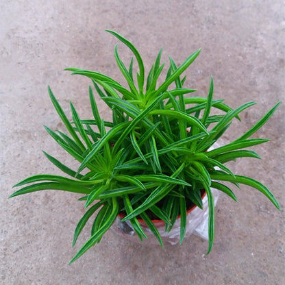 Peperomia ferreyrae
