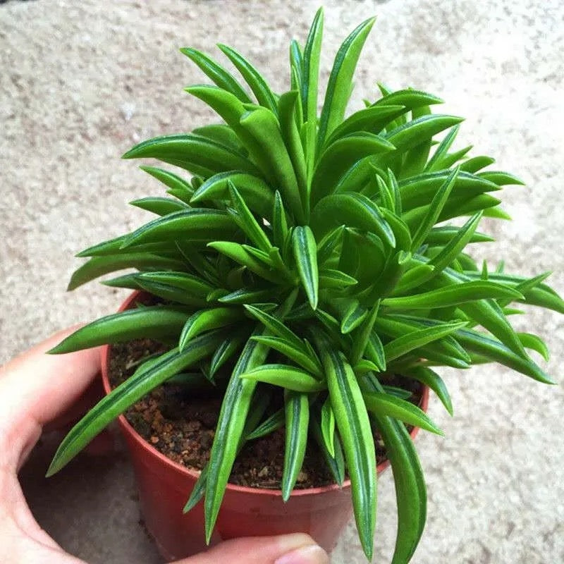 Peperomia ferreyrae