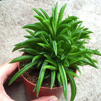 Peperomia ferreyrae