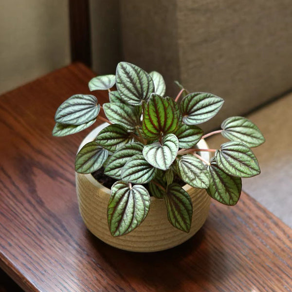 Peperomia ‘Piccolo Banda’