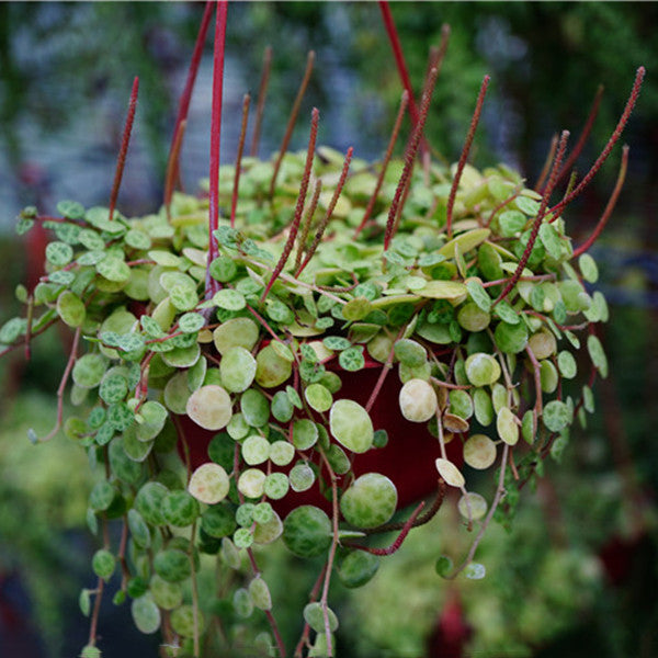 String of Turtle (Peperomia prostrata)