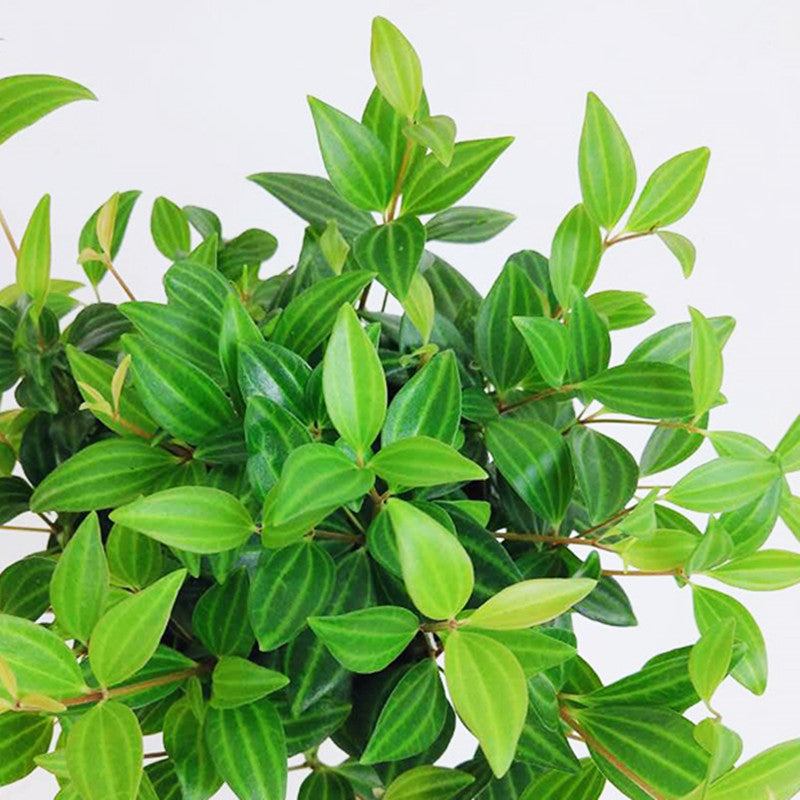 Peperomia dahlstedtii