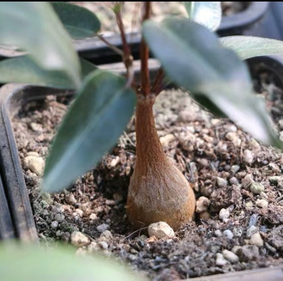 Propeller vine (Petopentia natalensis)