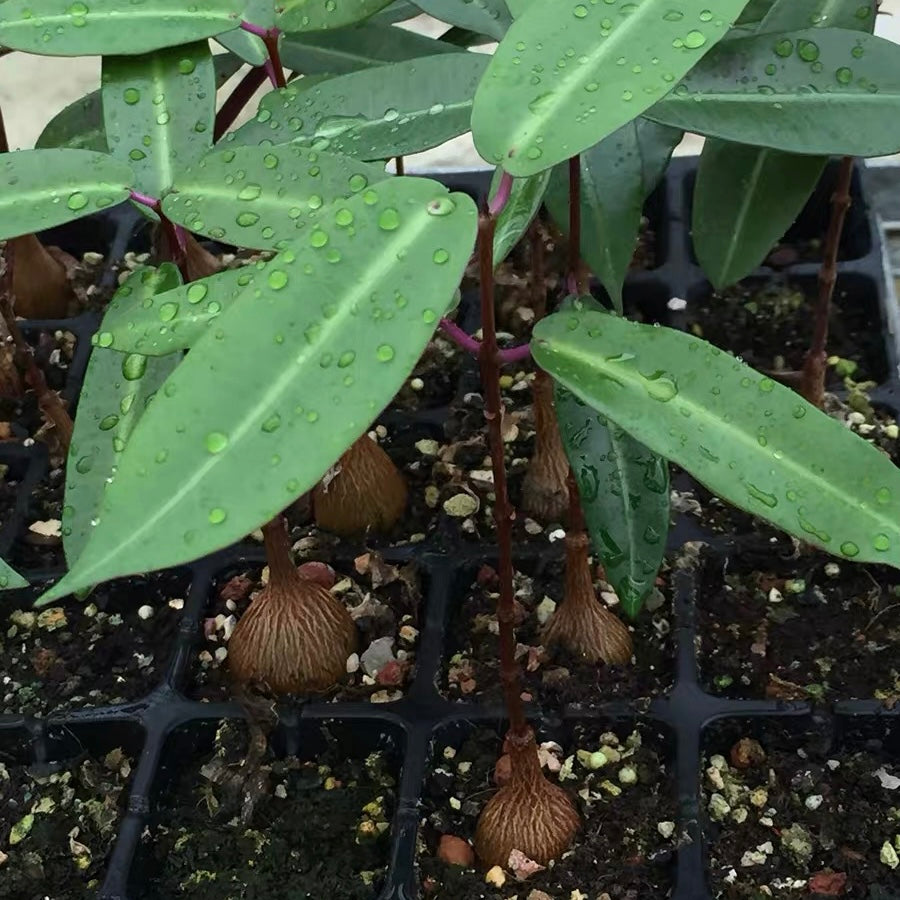 Propeller vine (Petopentia natalensis)