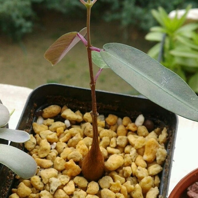 Propeller vine (Petopentia natalensis)