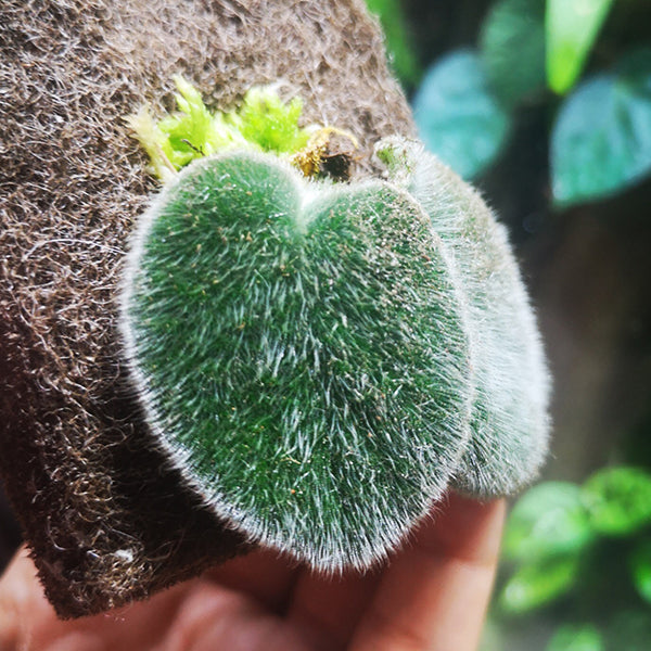 Petrocosmea sp.