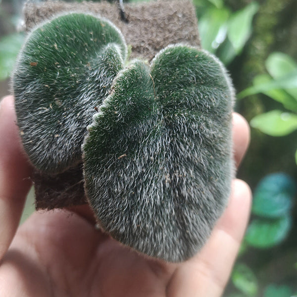 Petrocosmea sp.