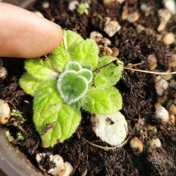 Petrocosmea sp.