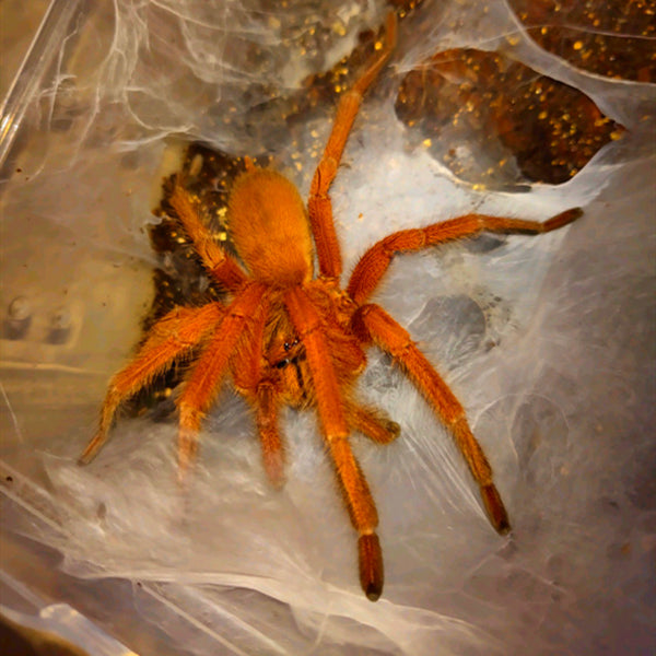 Philippine Tangerine Tarantula (Orphnaecus philippinus)