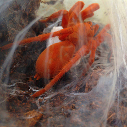 Philippine Tangerine Tarantula (Orphnaecus philippinus)