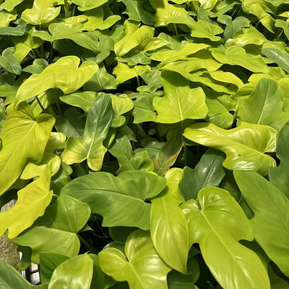 philodendron bipennifolium glaucous Philodendron Bipennifolium - Live Arrival Guarantee