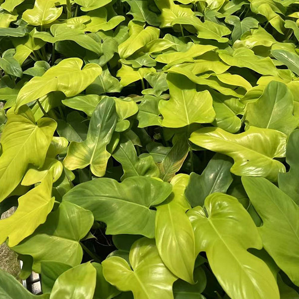 Philodendron Bipennifolium