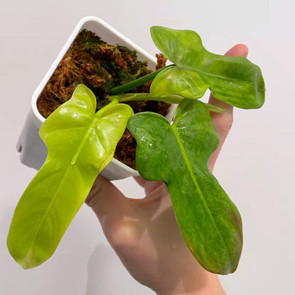 philodendron bipennifolium aurea for sale Philodendron Bipennifolium - Live Arrival Guarantee