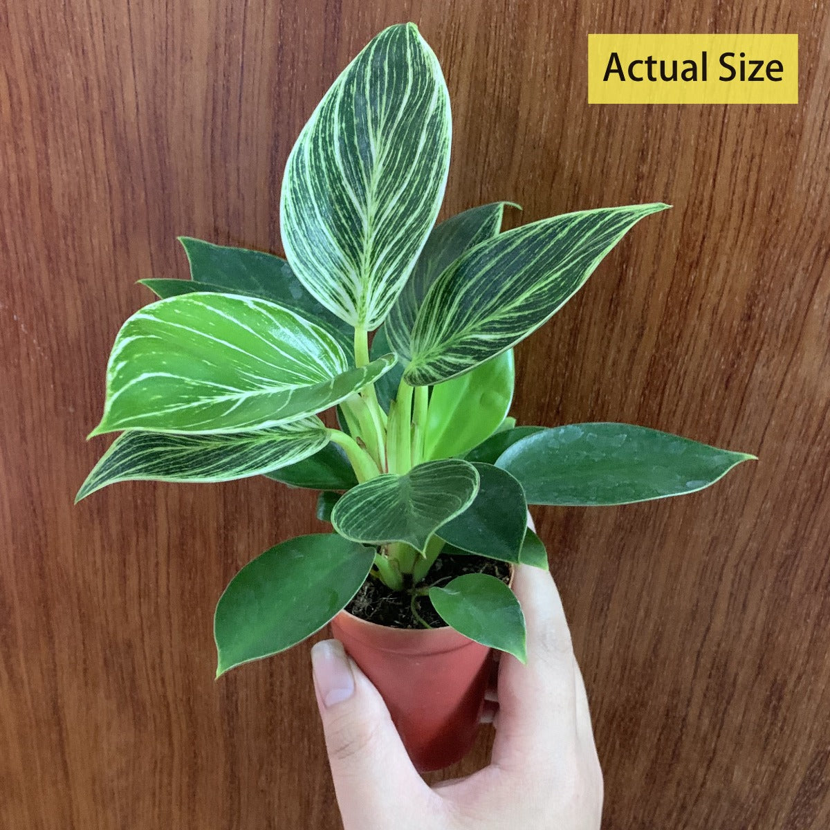Philodendron ' Birkin ' ( Philodendron sp )