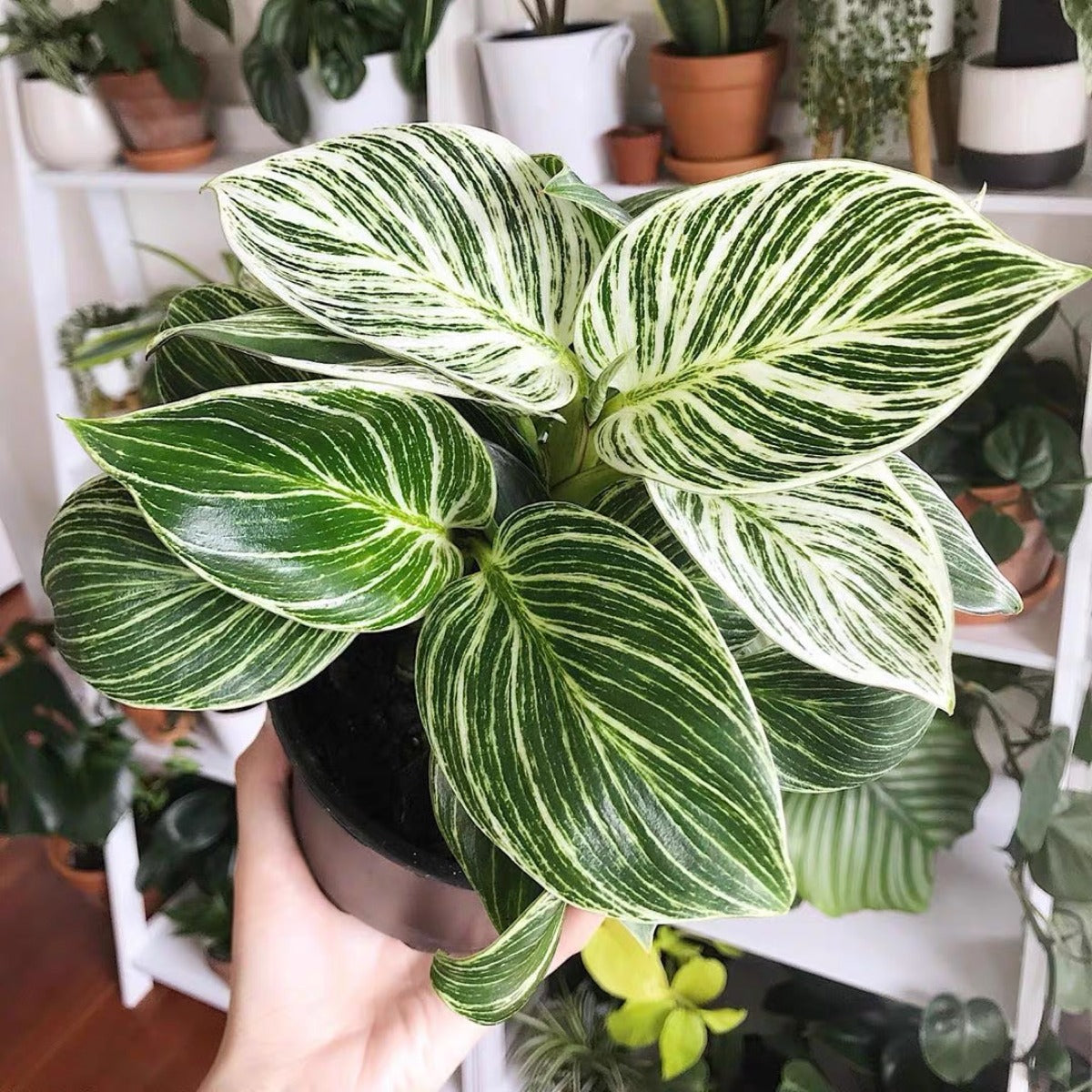 Philodendron ' Birkin ' ( Philodendron sp )