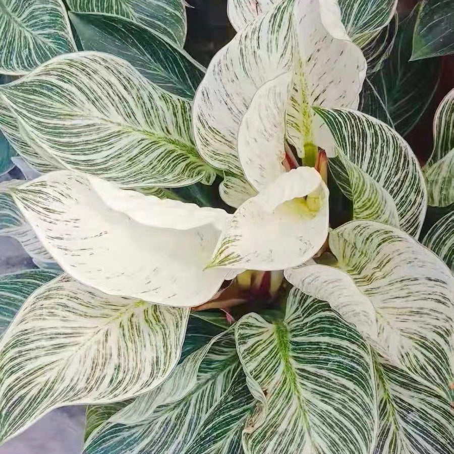 Philodendron ' Birkin ' ( Philodendron sp )