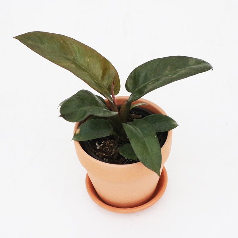 Philodendron ' Black Cardinal '