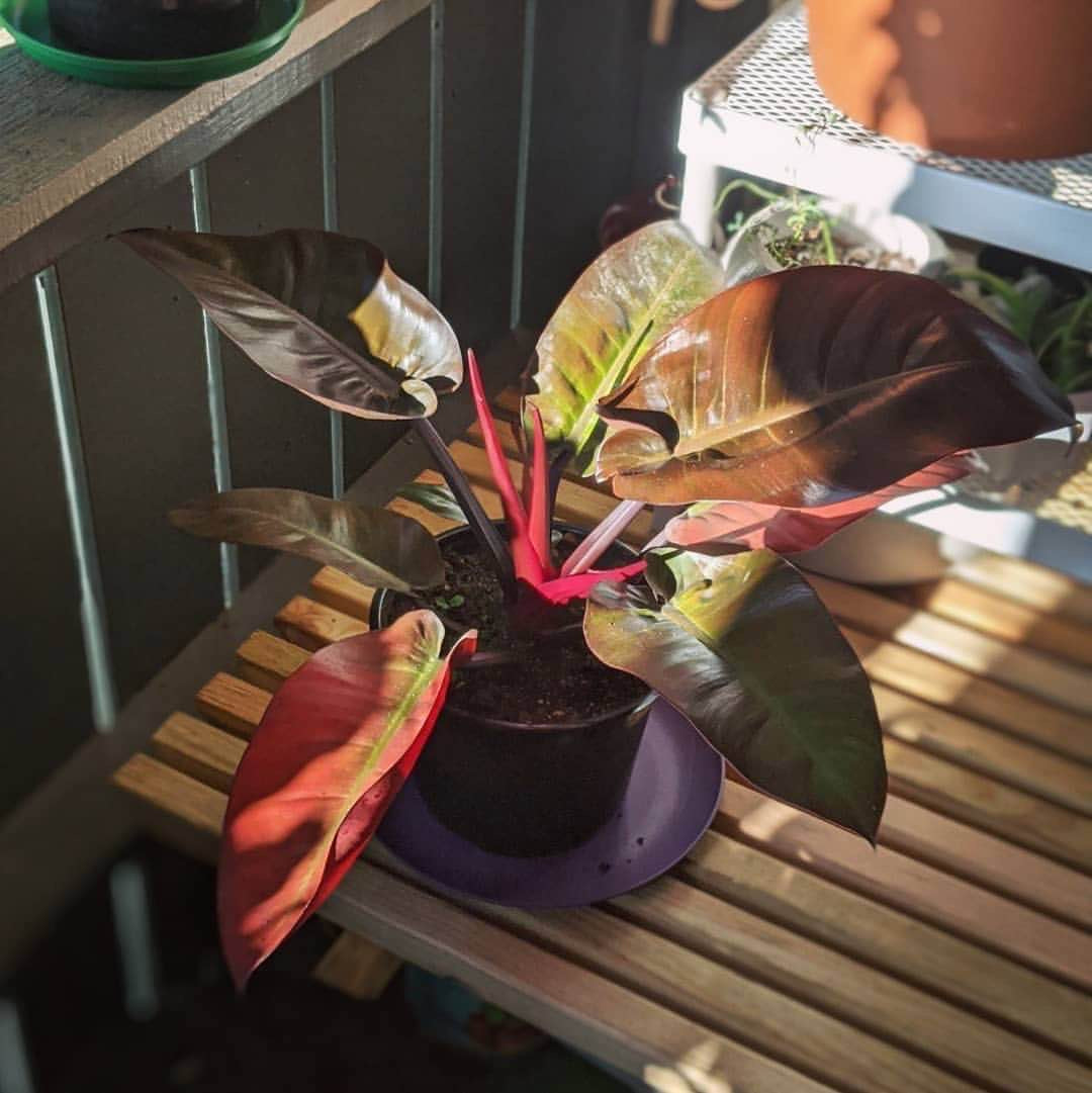 Philodendron ' Black Cardinal '