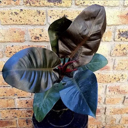 philodendron black priest Philodendron ' Black Cardinal '
