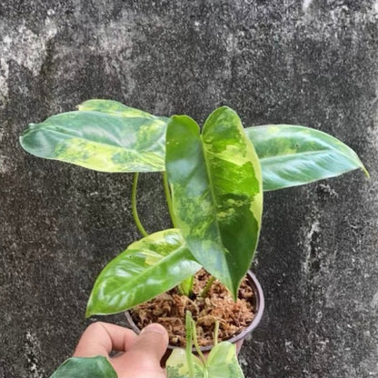 Philodendron ‘ Burle Marx ’ var.