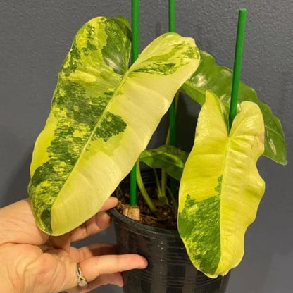 burle marx philodendron price Philodendron ' Burle Marx ' var. for Sale