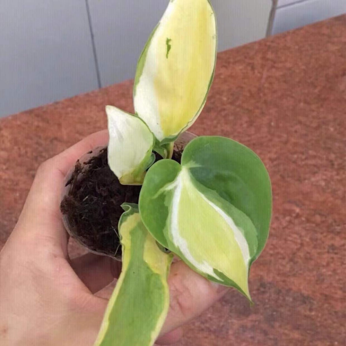 philodendron splash Philodendron Cream Splash - Live Arrival Guarantee
