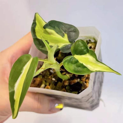 philodendron hederaceum cream splash Philodendron Cream Splash - Live Arrival Guarantee