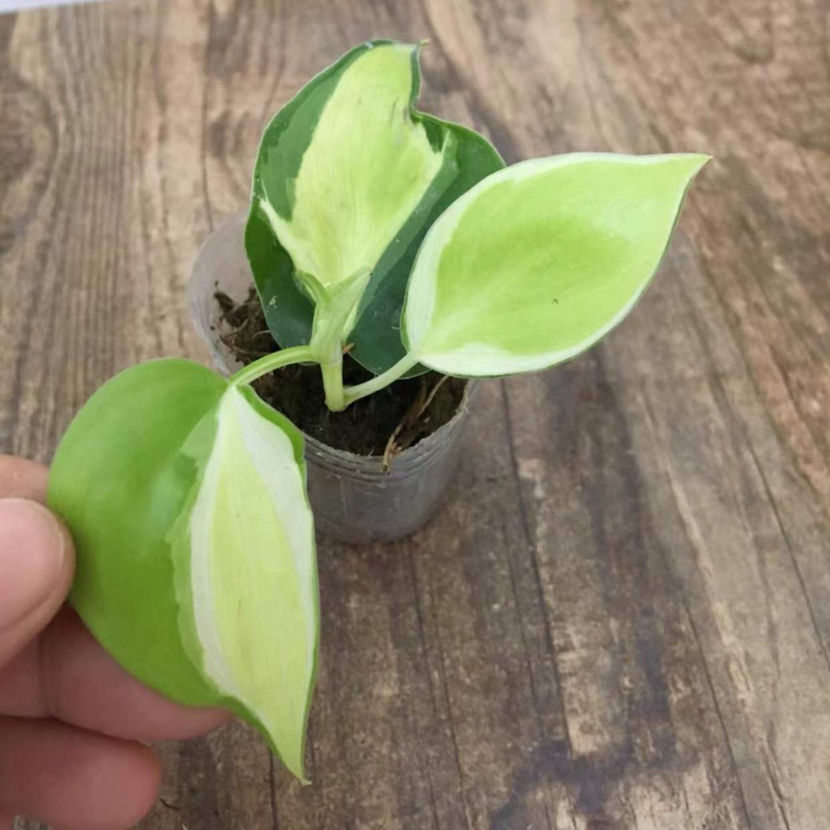 philodendron cream splash care Philodendron Cream Splash - Live Arrival Guarantee
