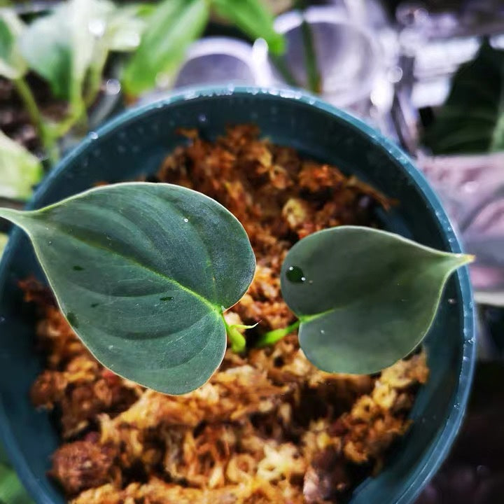 Philodendron lupinum