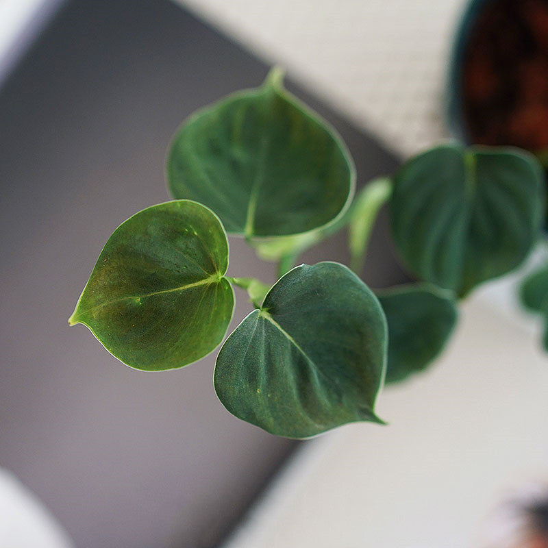 Philodendron lupinum