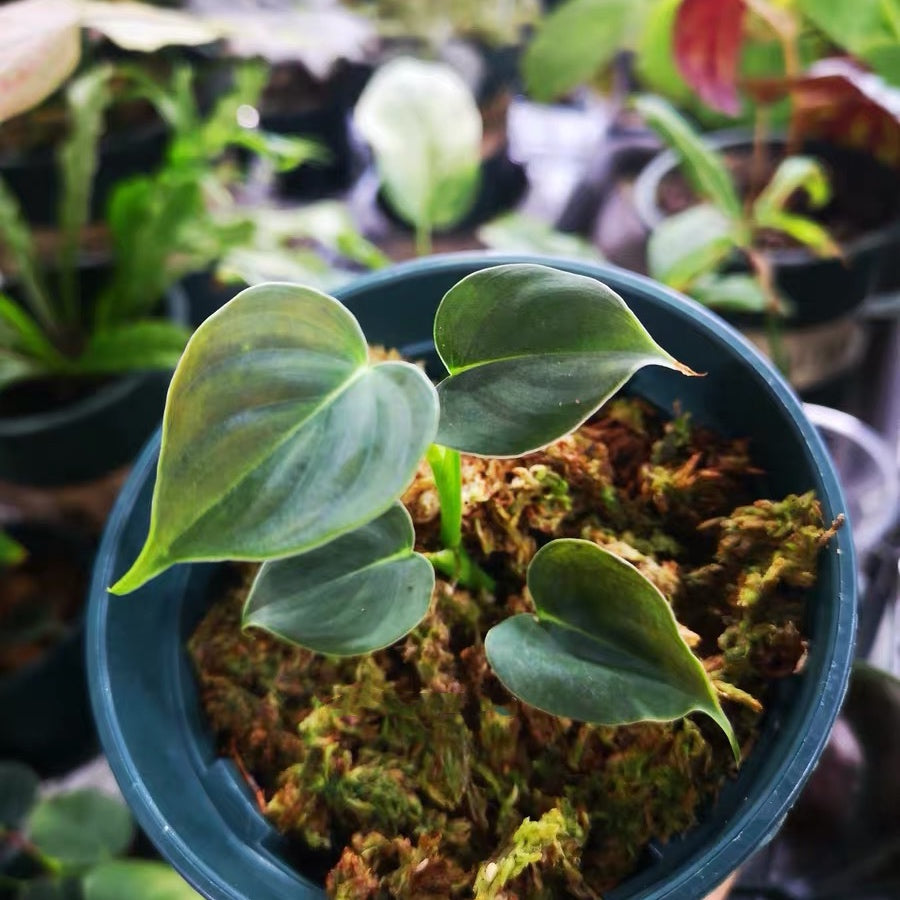 Philodendron lupinum