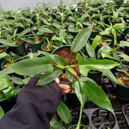 Philodendron 'Florida green'