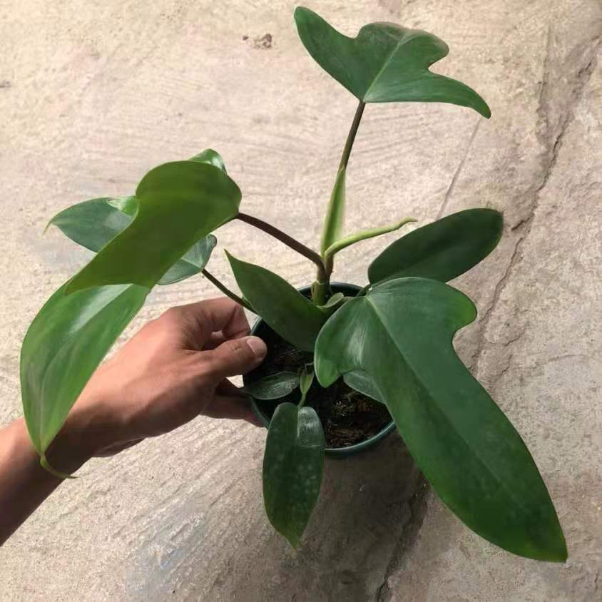 Philodendron 'Florida green'