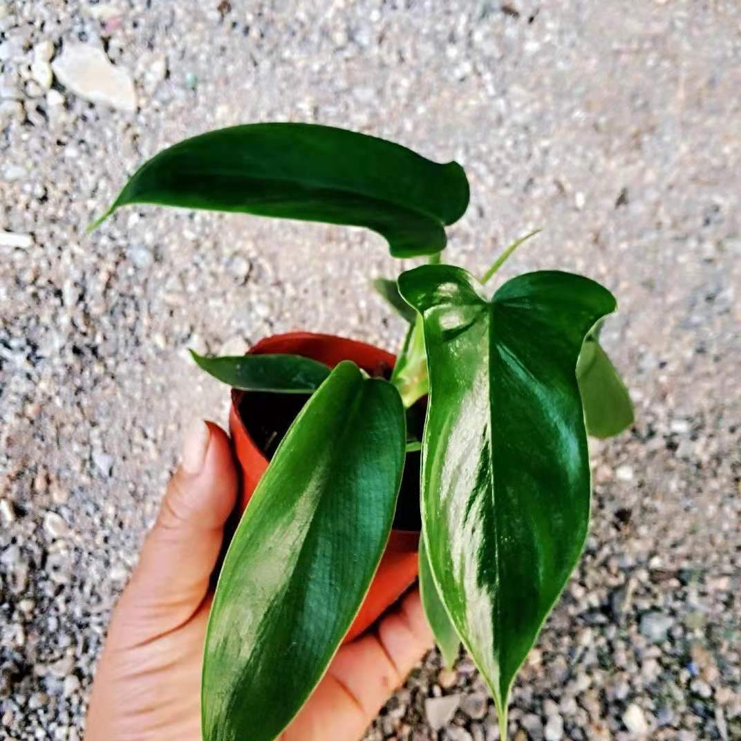 Philodendron 'Florida green'