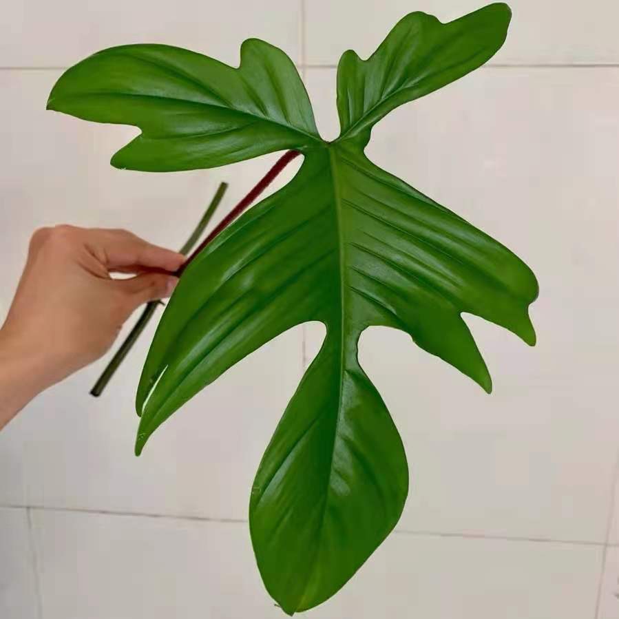 Philodendron 'Florida green'
