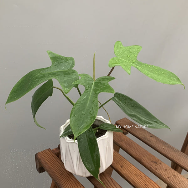 Philodendron 'Florida green'