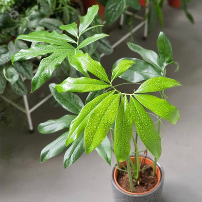 philodendron goeldii variegata Philodendron goeldii for Sale
