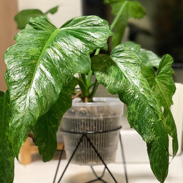 philodendron golden dragon narrow form Philodendron Golden Dragon - Live Arrival Guarantee