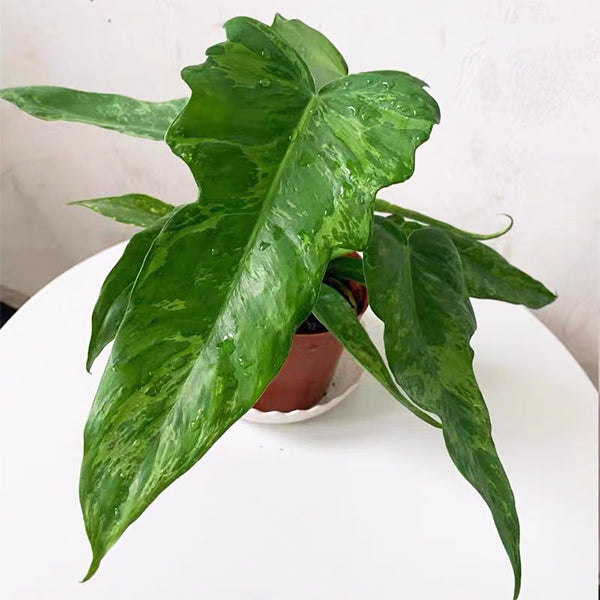 philodendron golden leaf Philodendron Golden Dragon - Live Arrival Guarantee