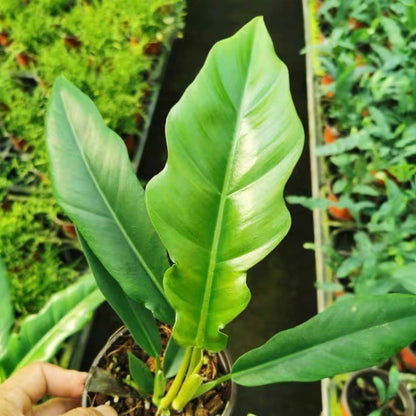 philodendron jungle boogie variegated Philodendron ' Jungle boogie ' for Sale