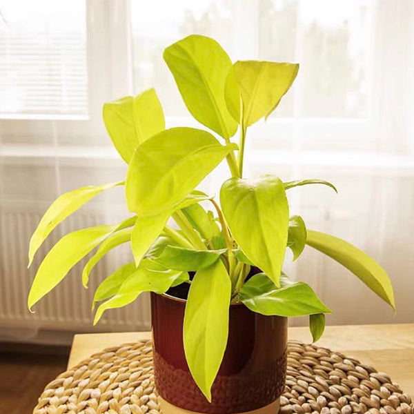 Philodendron 'Malay Gold'
