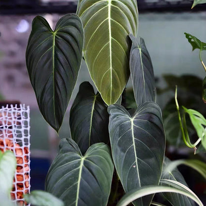 paper gold.black philodendron Black Gold Philodendron ( Philodendron Melanochrysum )- Live Arrival Guarantee