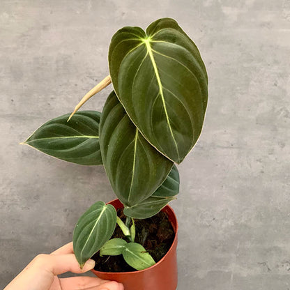 Black Gold Philodendron  ( Philodendron Melanochrysum )
