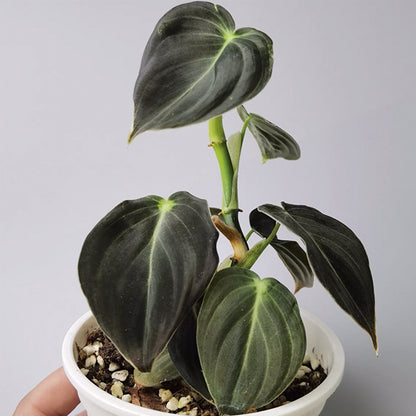 black gold philodendron philodendron melanochrysum Black Gold Philodendron ( Philodendron Melanochrysum )- Live Arrival Guarantee