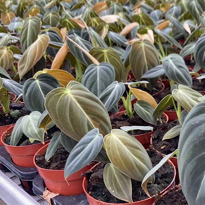 black gold philodendron seeds Black Gold Philodendron ( Philodendron Melanochrysum )- Live Arrival Guarantee