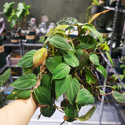 philodendron micans buy online Philodendron micans for Sale